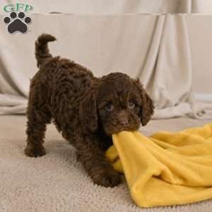 Joy, Cockapoo Puppy